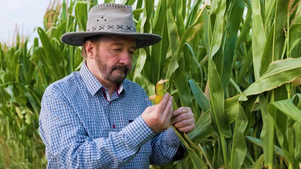Elderly Handsome Farmer Agronomist Examines Corn Leaves Close Look Front View Hat on Head