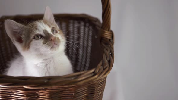 Cute white and ginger sleepy kitten in a basket medium shot