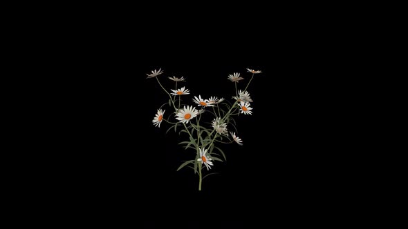 Chamomile Flowers Growing alt