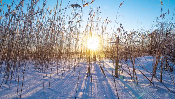 Reeds Sways in the Wind Against the Backdrop of Snow with Sunset