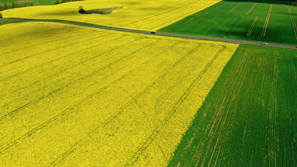 Half yellow and green field, aerial view, Poland