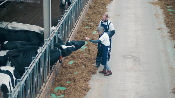 Two Farmworkers are Feeding and Petting Cows