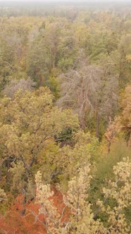 Vertical Video Trees in the Autumn Forest in the Afternoon