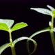 Mung beans germination on black background - VideoHive Item for Sale