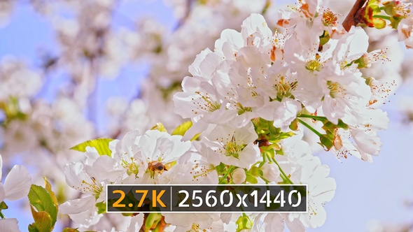 Spring Blossom (2.7K)