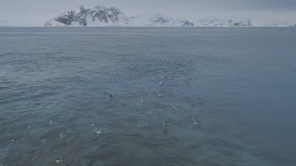 Aerial Flight Over Swimming Penguins. Antarctica.