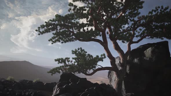 Pine Tree Desert alt