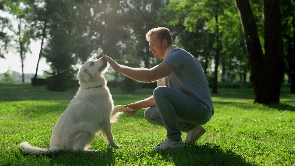 Happy Smart Golden Retriever Give Paw to Handsome Owner