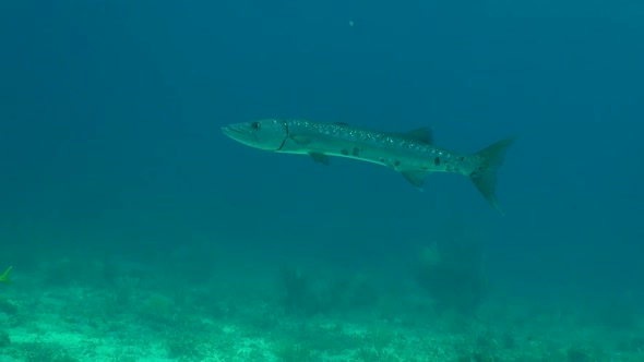 Barracuda hovering in the blue