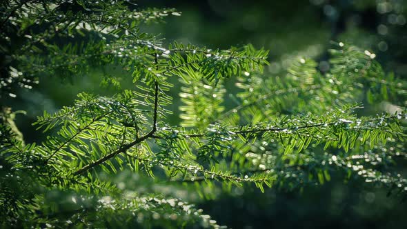 Forest Tree Branches On Summer Day