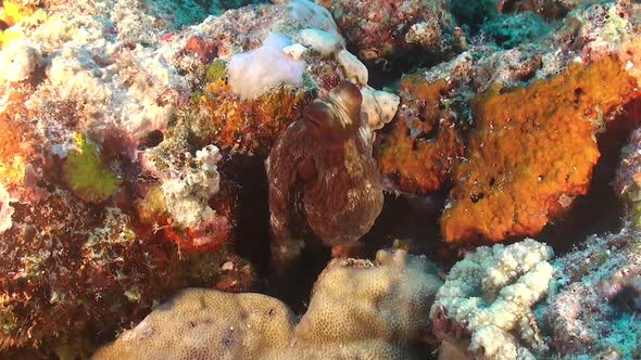 Reef octopus sitting between coral rocks and changing color