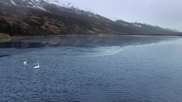 Aerial shot of a pair of trumpeter swans with two chicks on the water (Summit Lake, Alaska, USA)