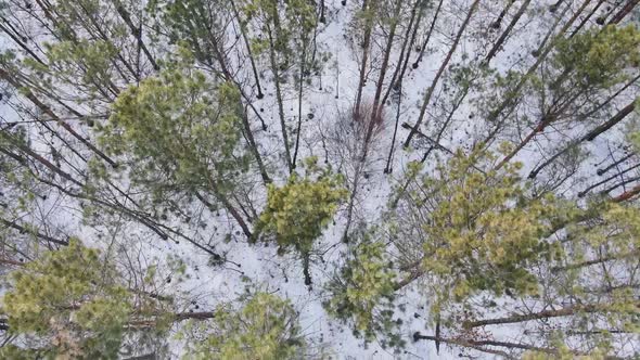 Winter Forest Top View, Drone Shooting, Trees Top View, Russian Forest