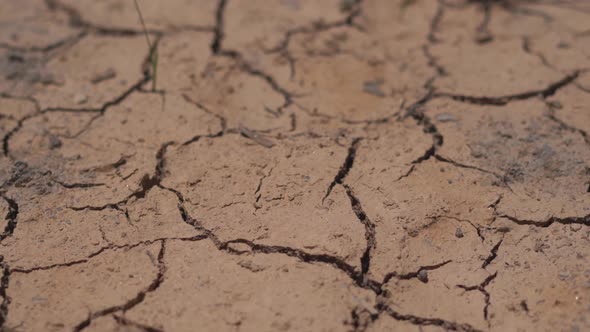 Close-up view of dry with cracked pond surface with small grass plants at dry season