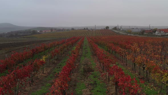 Aerial View On Vineyards In The Fall