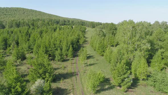 Siberian Forest Aerial View