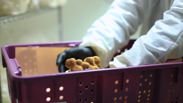 Routine Works in Small Scale Mushroom Farm