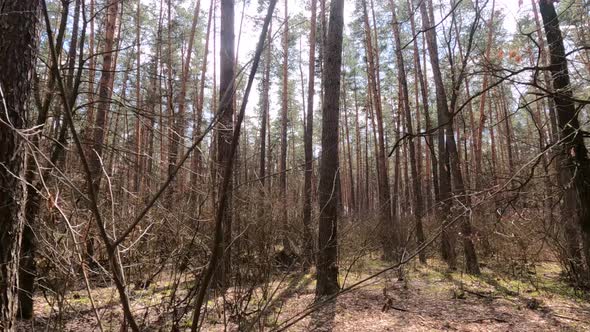 Forest with Pines with High Trunks During the Day