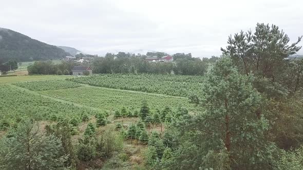 Reveal shot of a beautiful christmas tree plantation in Norway