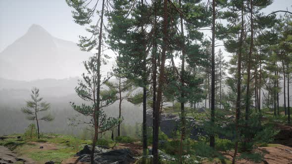 Nordic Pine Forest in Evening Light