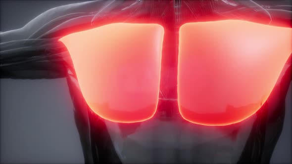 Selected Muscle Anatomy Map alt