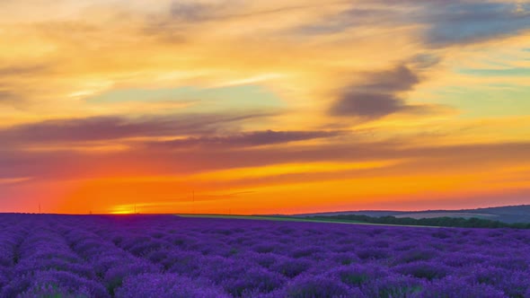 Sunset Over A Field Of Lavender