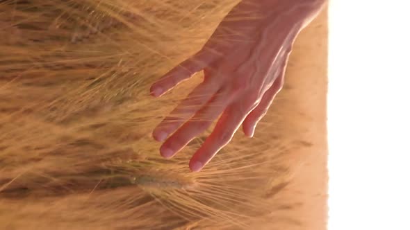 Vertical Video hand touching ears of wheat
