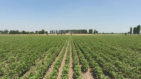 panorama of a cotton field in the countryside