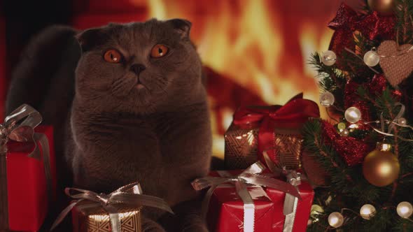 Portrait of gray fluffy cat in trendy Christmas New Year style