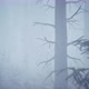 Scary mystical dark foggy forest in motion Flythrough animation 4K - VideoHive Item for Sale