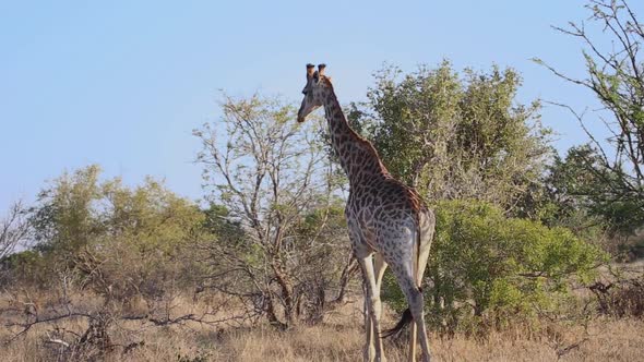 Giraffe nibbles on bush then walks away