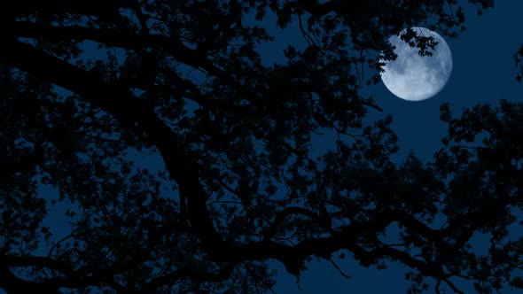 Moon Behind Tree Branches On Windy Night