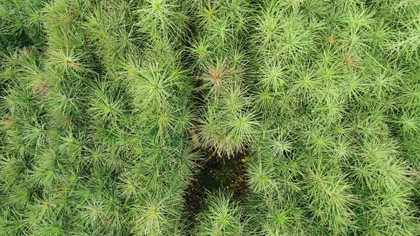 Close Up Small Coniferous Trees Grow in a Forest Nursery