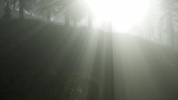 Forest in Autumn Morning Mist