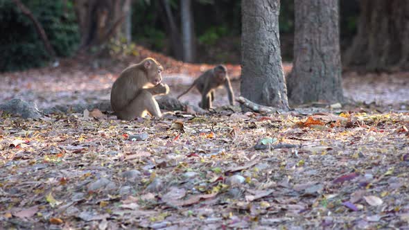 Wide Shot Of Two Monkeys Eating  Then One Continues to Foraged While a Family Walks Through the Shot