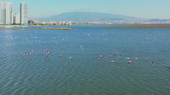 Flock Of Flamingos