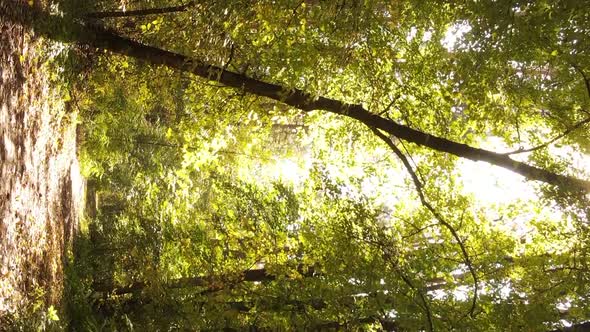 Vertical Video of an Autumn Forest During the Day in Ukraine