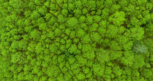 Top View of Pine Trees Forest