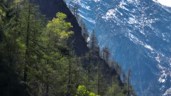 Forest reveal steep scenic Italian alp mountainside with line of trees - drone