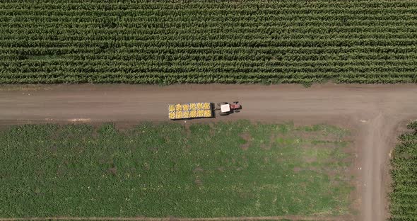 Tractor transporting pallets of Melons across a field.