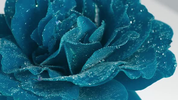 Blue Rose with Water Drops