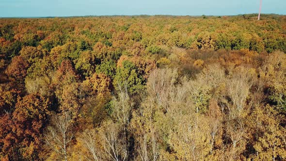 Autumn Wood Landscape