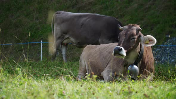 Cows In A Mountain Field Chilling