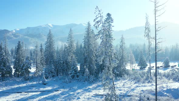 Flight Over a Fabulous Snowcovered Forest on the Slopes of the Mountains Rocky Mountains in the