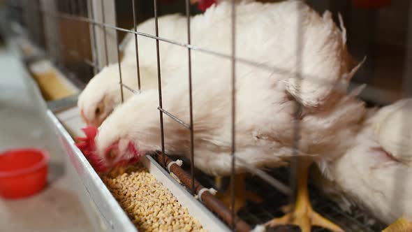 broiler chickens eat food close-up on a poultry farm.