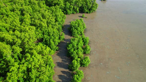 Aerial top view over the mangrove forests along the coast at low tide