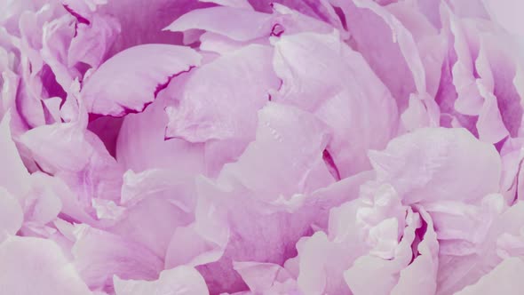 Beautiful Pink Peony Background