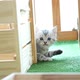 Cute British Kitten Playing Behind Wood Box - VideoHive Item for Sale