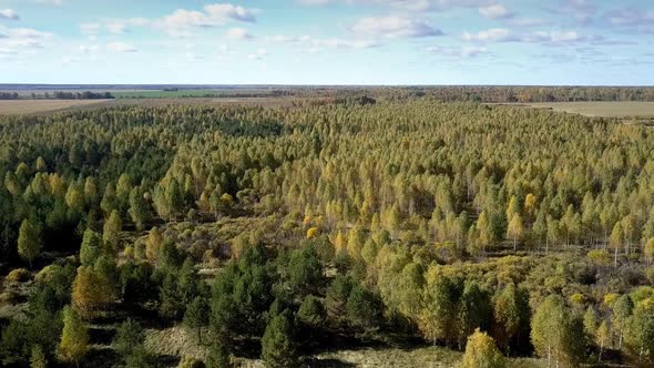 Aerial View Old Wood Against Boundless Sky with Clouds