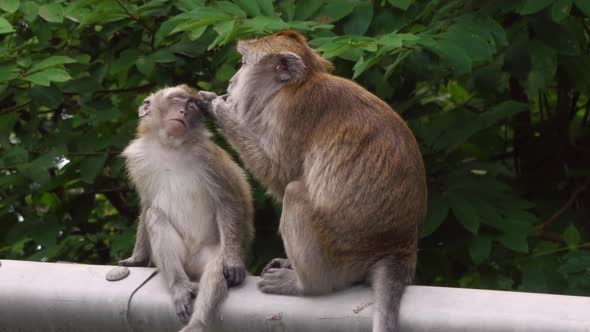 Monkey Parent Cleaning Baby